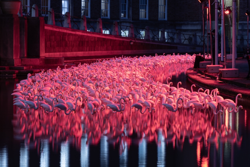 A large number of glowing flamingos in the water 